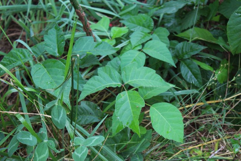 Increase Your Poison Ivy Removal Business with an AI Driven, Targeted Website