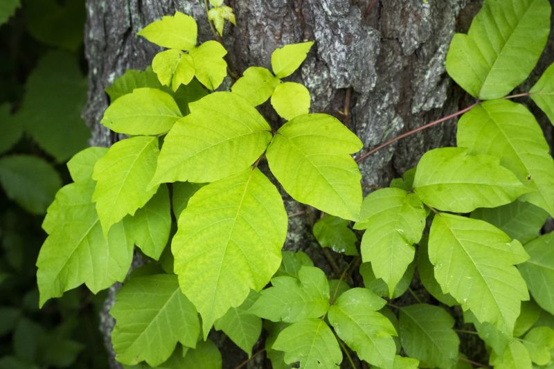 poison ivy removal