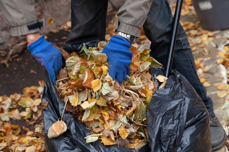 Clear Yard with Fallen Leaves