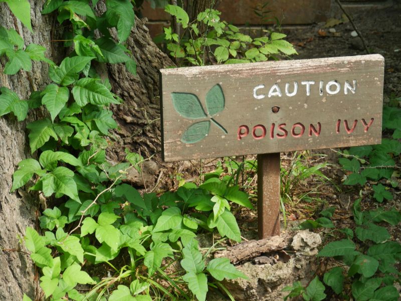 Poison Ivy in a Landscape
